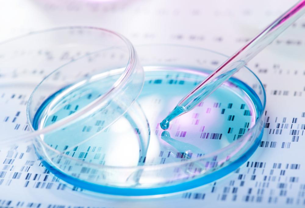 Embrione ibrido pecora-uomo creato in USA per trapianto d’organi