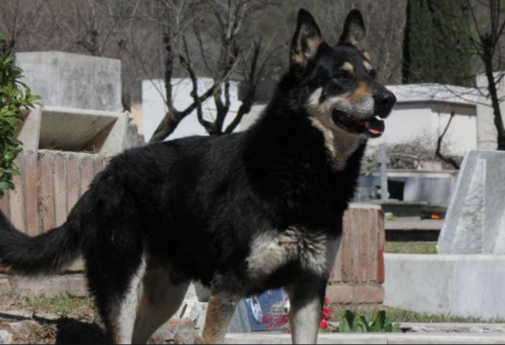 È morto Capitàn, l’“Hachiko argentino” che per oltre 10 anni ha vegliato sulla tomba del suo padrone