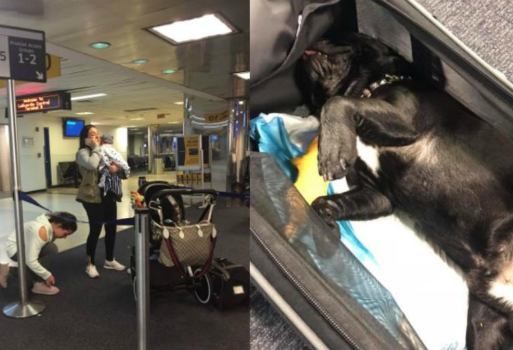 Cane obbligato a viaggiare nella cappelliera dell’aereo muore durante il volo
