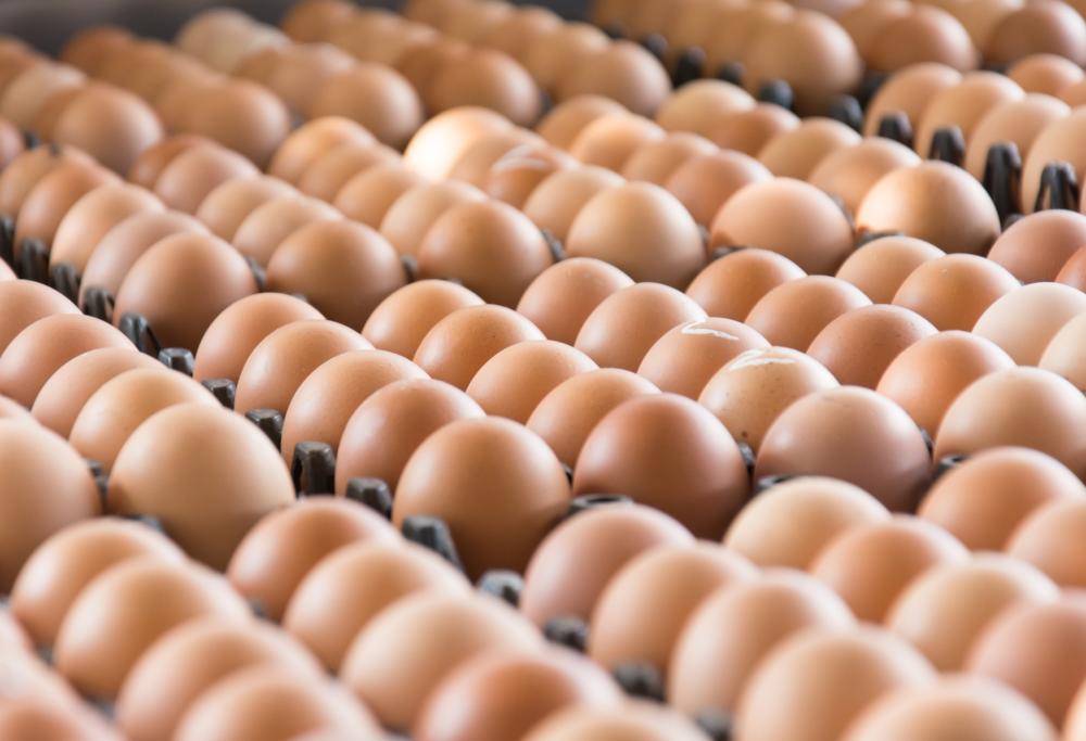 Allarme salmonella: in Usa sono state ritirate 207 milioni di uova