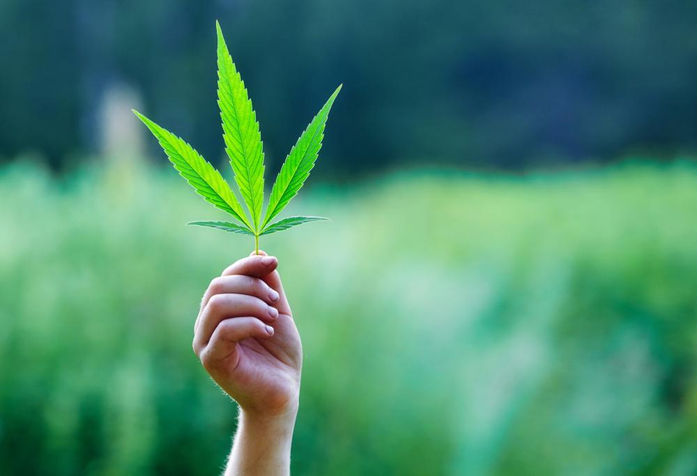 Oggi, 20 aprile, è la Giornata della Cannabis. Lo sapevate?