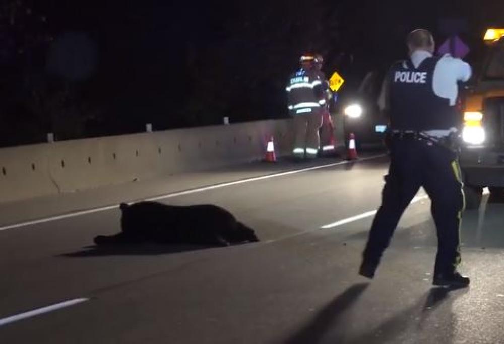 Un orso ferito si accascia in strada, la polizia gli spara freddamente
