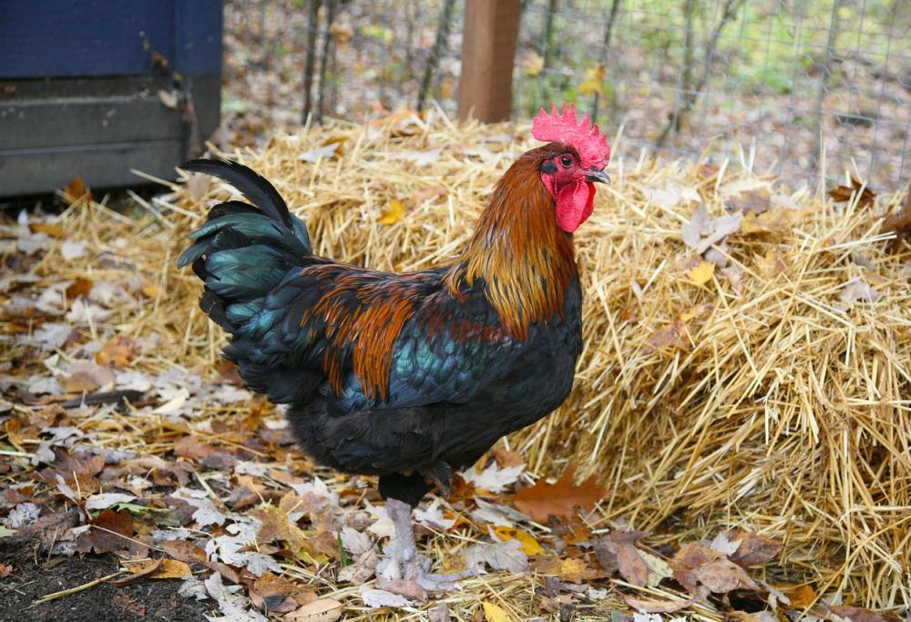 Un gallo scatena il panico in due quartieri: la caccia anche sui social