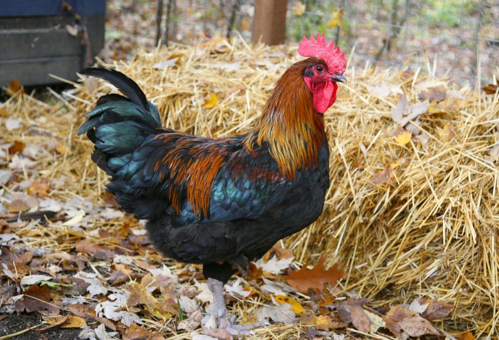 Svizzera, gallo rumoroso condannato dal tribunale: "Cantava troppo"