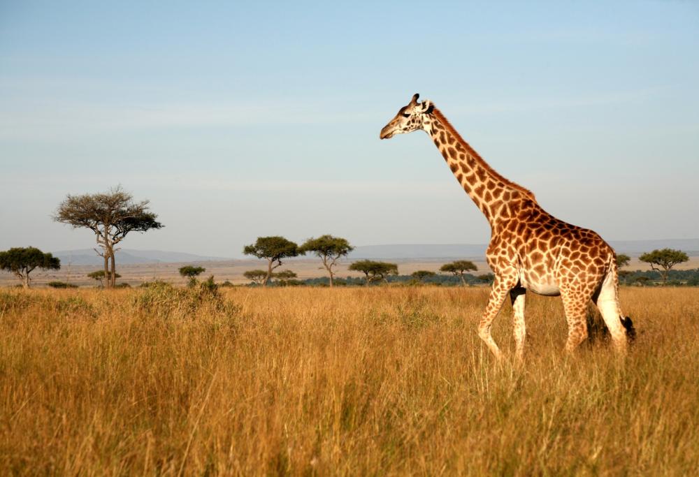 Regista ucciso dal collo di una giraffa: tragedia in Sud Africa