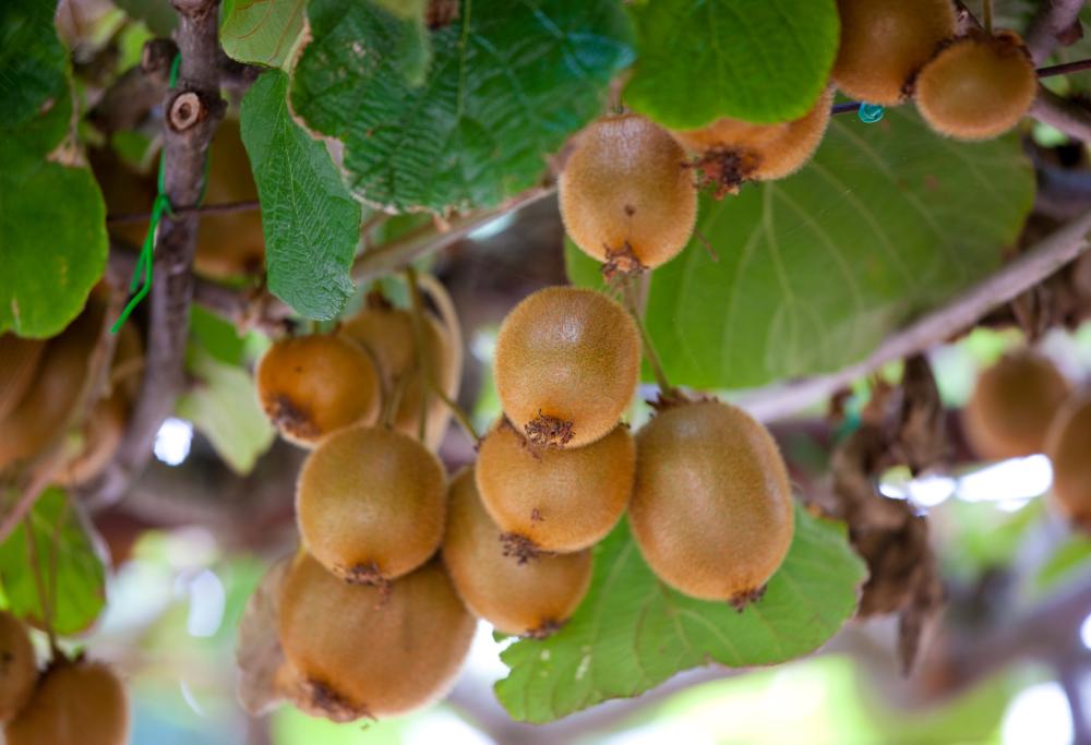 In Nuova Zelanda nessuno vuole raccogliere i kiwi: si cercano raccoglitori