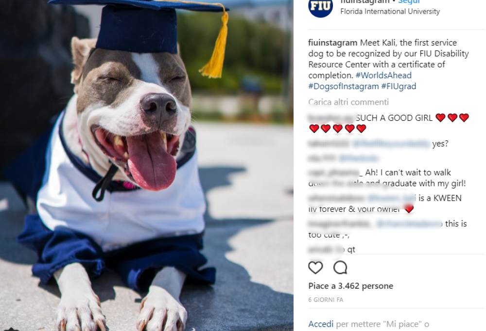 Cane “si laurea” insieme alla sua padrona malata