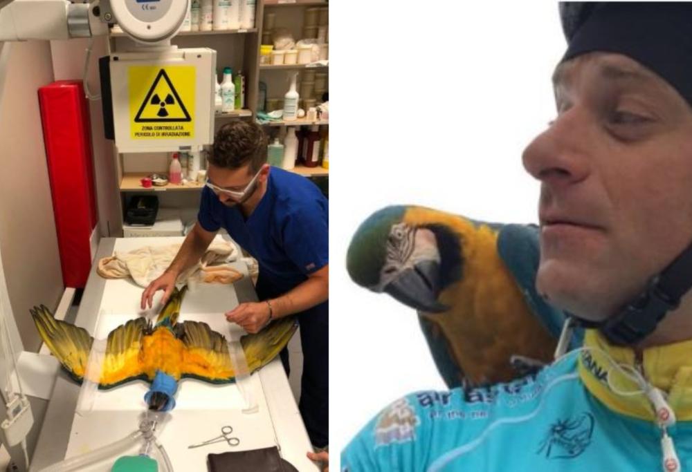 Investito il pappagallo Franky, amico del ciclista Michele Scarponi