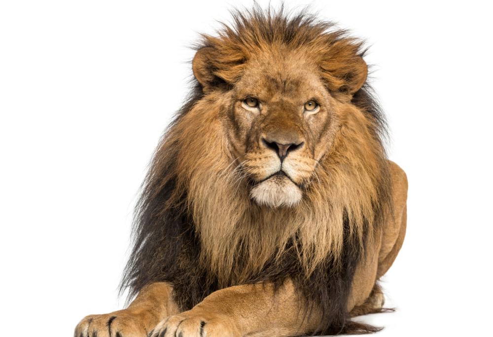 Due leoni, due tigri e un giaguaro fuggiti da uno zoo tedesco: panico tra gli abitanti