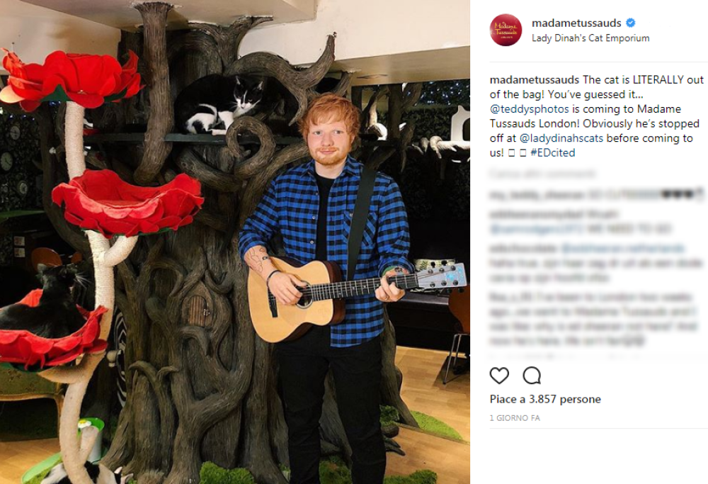 La statua di Ed Sheeran fa il suo ingresso al Madame Tussauds... circondata da gattini