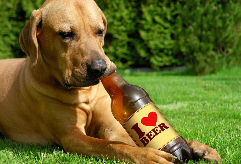 pad fossil sing Birra e vino per cani e gatti? Esistono, e arrivano dall'Inghilterra -  Radio 105