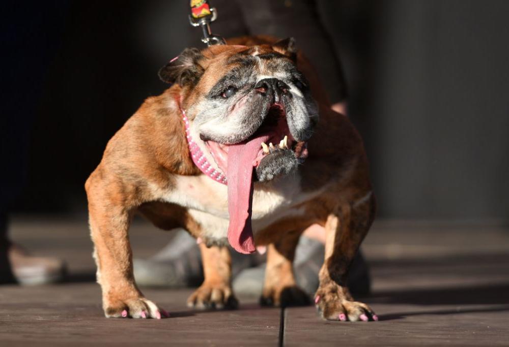 La bulldog Zsa Zsa è il cane più brutto del mondo