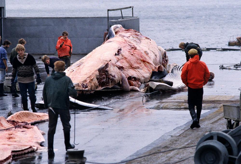 In Islanda riprende la caccia alle balene: ucciso il primo esemplare