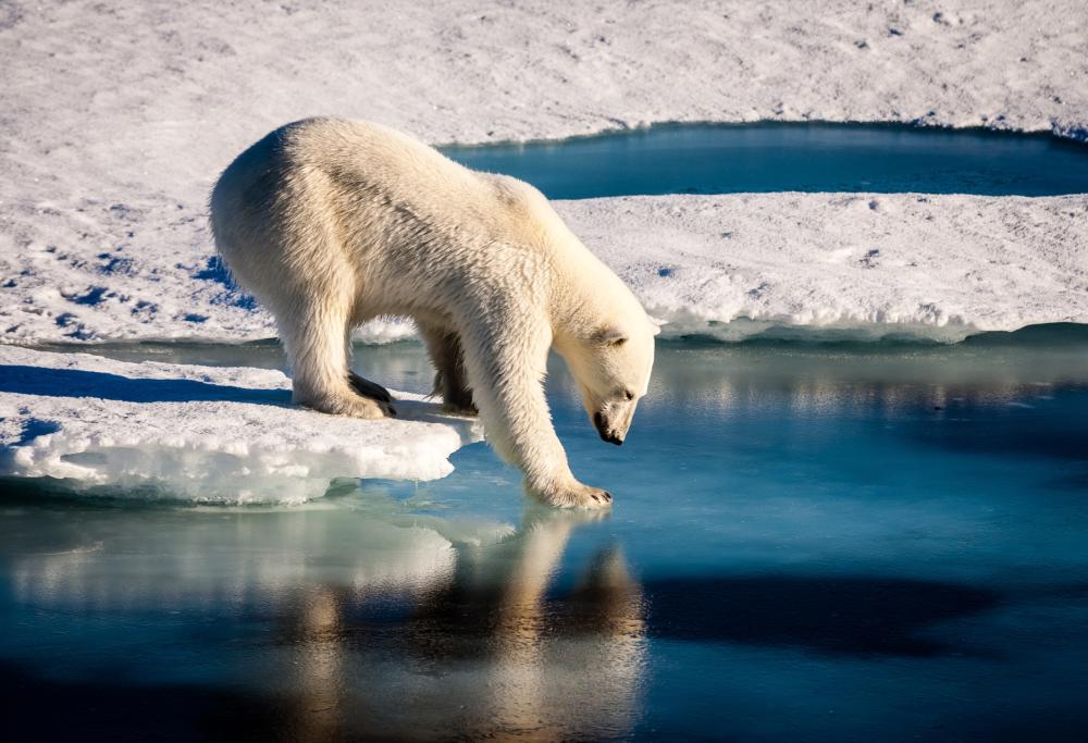Muore sbranato da un orso bianco per salvare le figlie