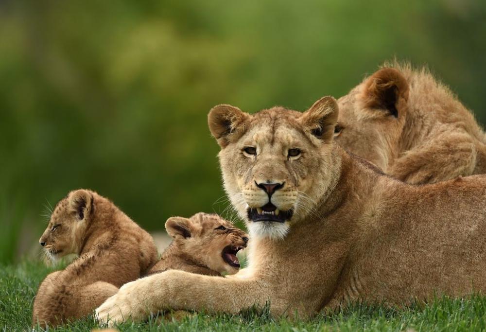 Sudafrica: branco di leoni sbrana gruppo di bracconieri 
