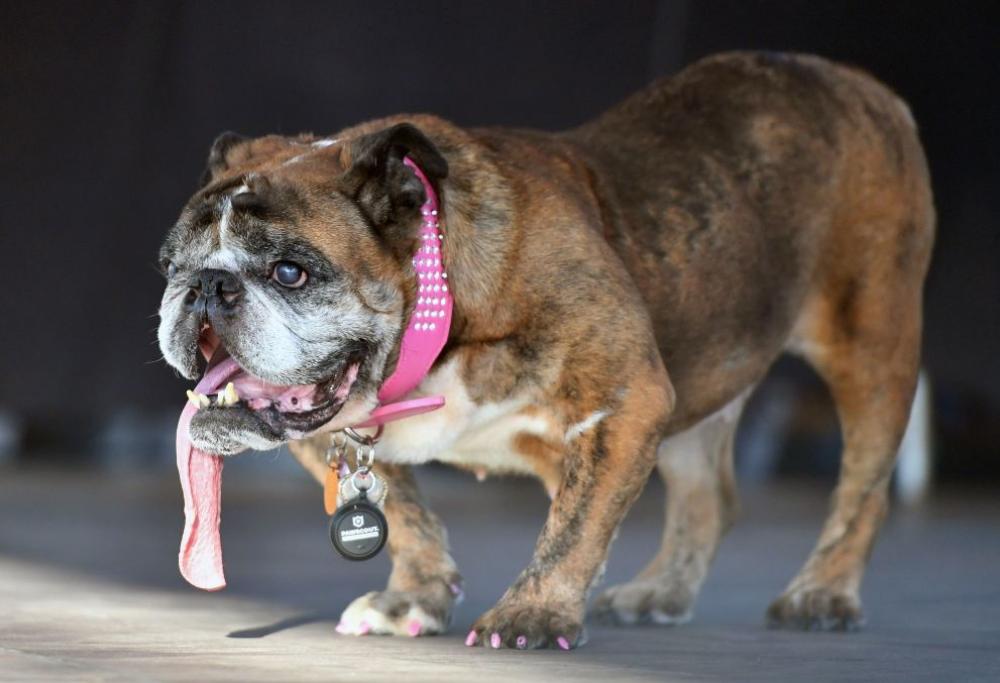 È morta Zsa Zsa, la cagnolina più brutta del mondo