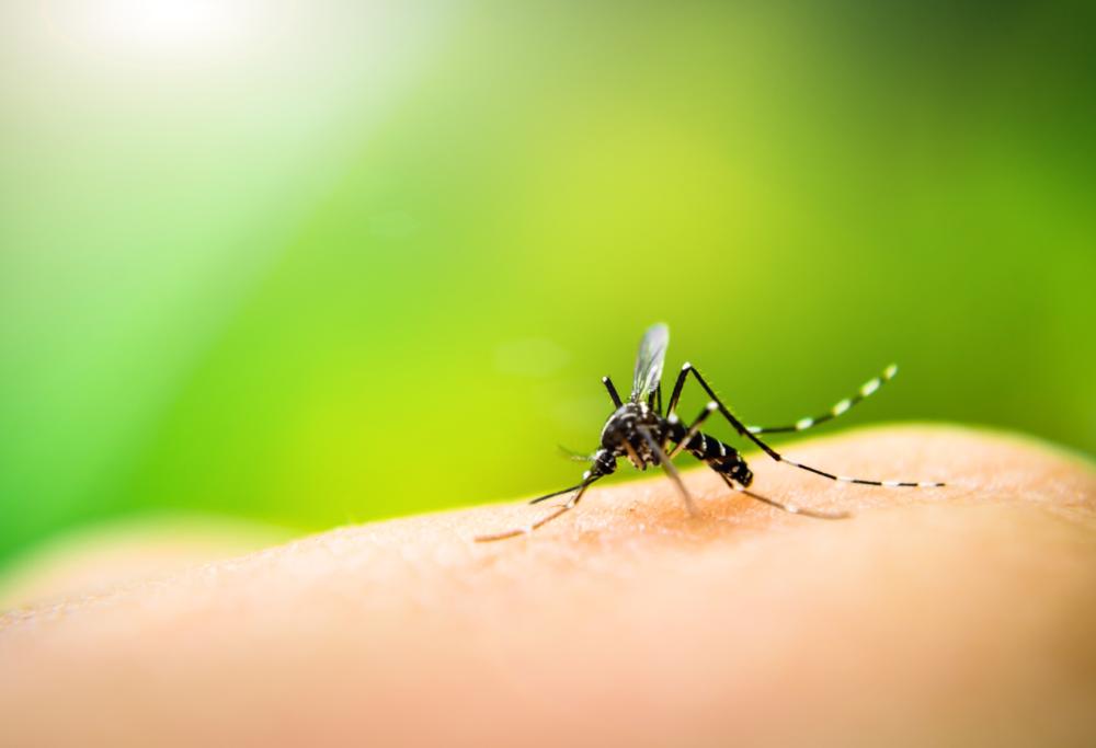 Ecco la soluzione scientifica alle zanzare fastidiose