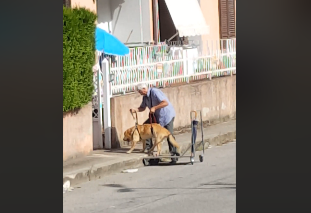 Il video dolcissimo del padrone anziano e del suo cane malato: perché l’amicizia vera è per sempre