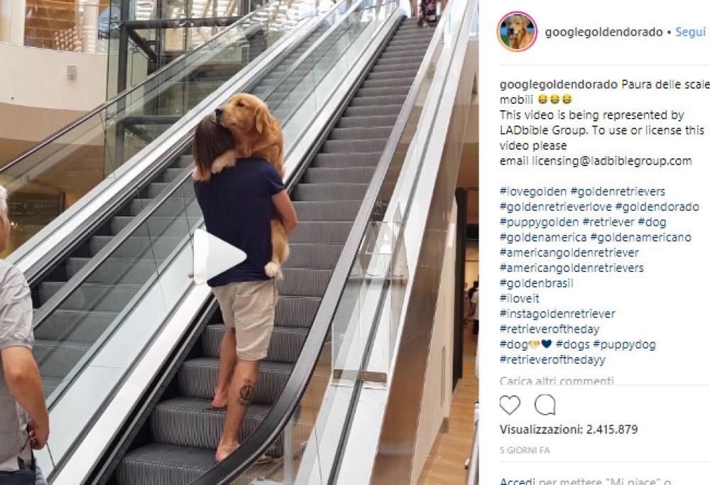 Il cane teme la scala mobile, il padrone lo prende in braccio e lo porta con sé
