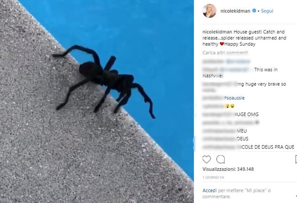 Nicole Kidman cattura un ragno in piscina e gira un video