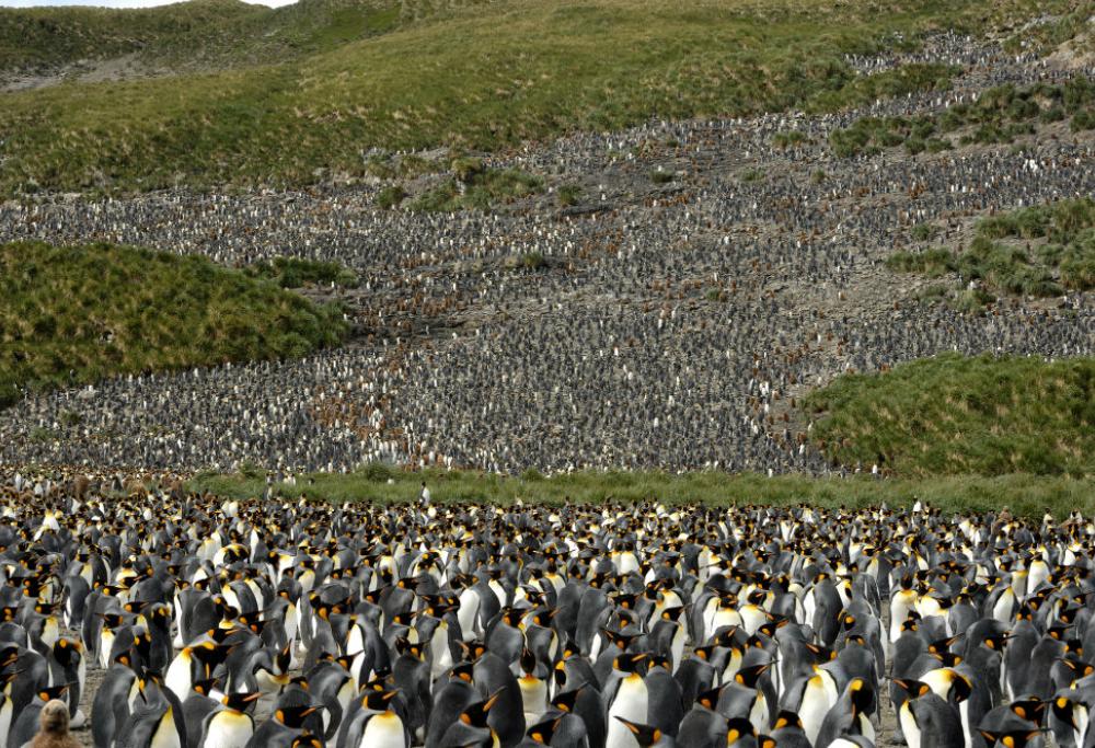 Pinguini reali diminuiti del 90%