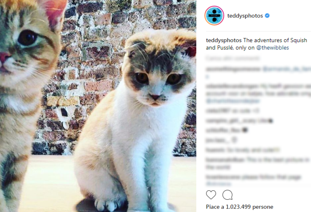 I gatti di Ed Sheeran ora hanno un account Instagram!