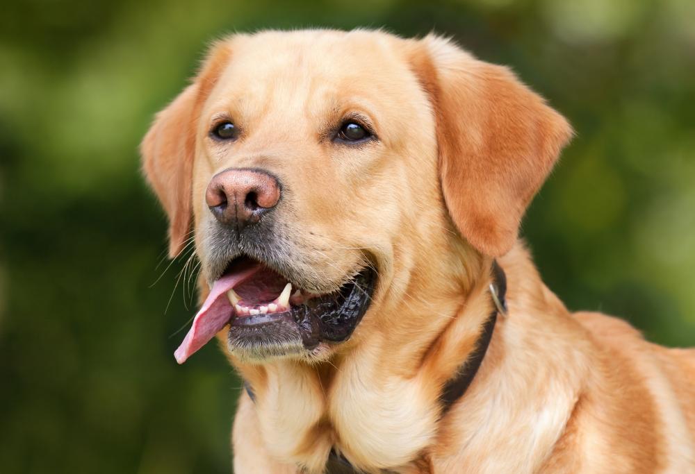 Multe per chi non raccoglie i bisogni del cane grazie alla prova del Dna