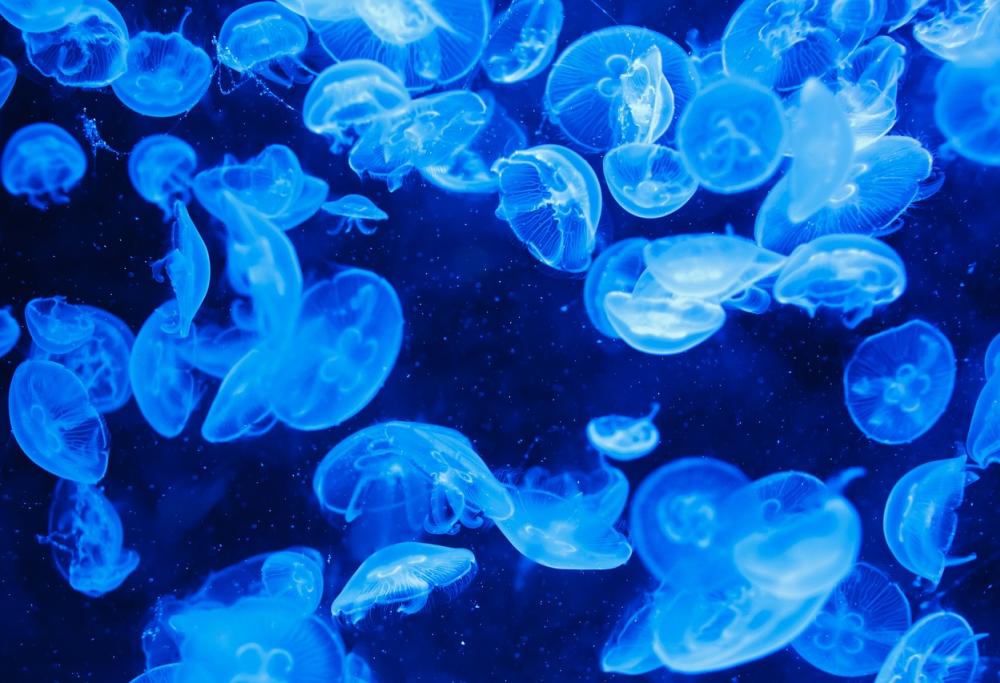 Bagnino viene preso a badilate per aver liberato meduse in acqua