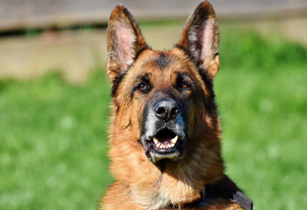 Spende i risparmi per il matrimonio per curare il cane e la futura sposa si infuria