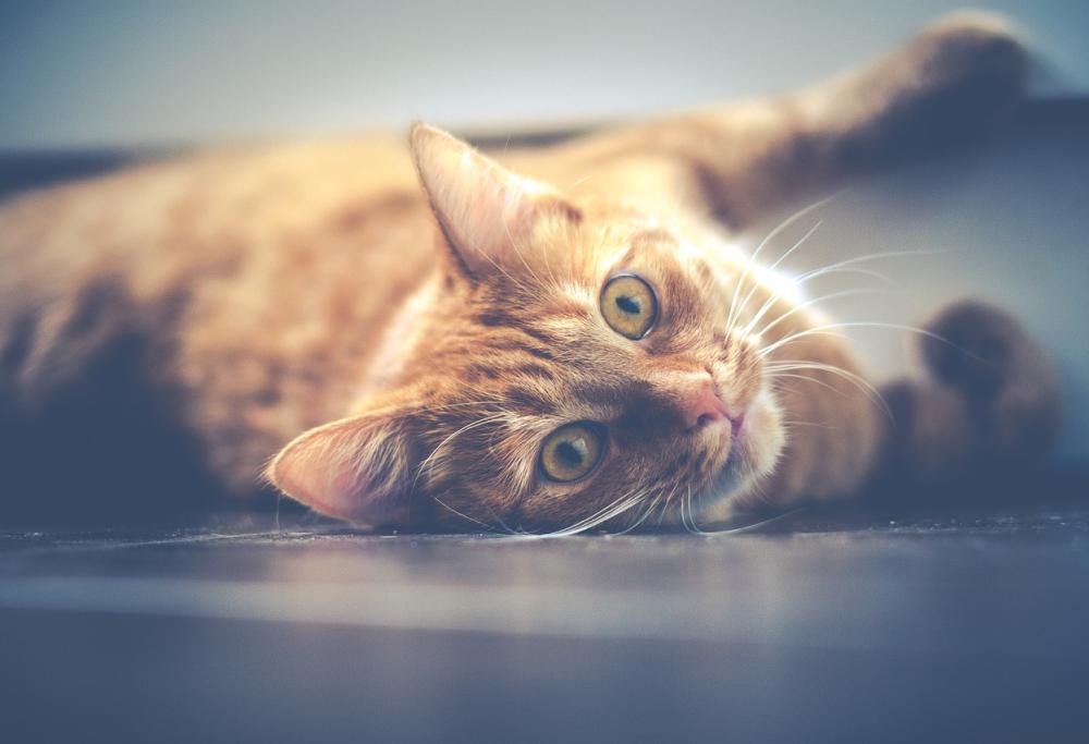 Gatto cade dallʼottavo piano e ferisce un passante: la padrona è sotto processo
