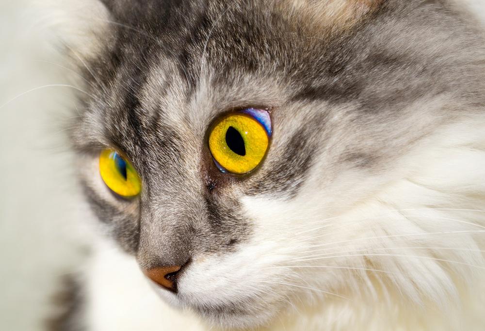 I gatti riconoscono il proprio nome: lo conferma una ricerca