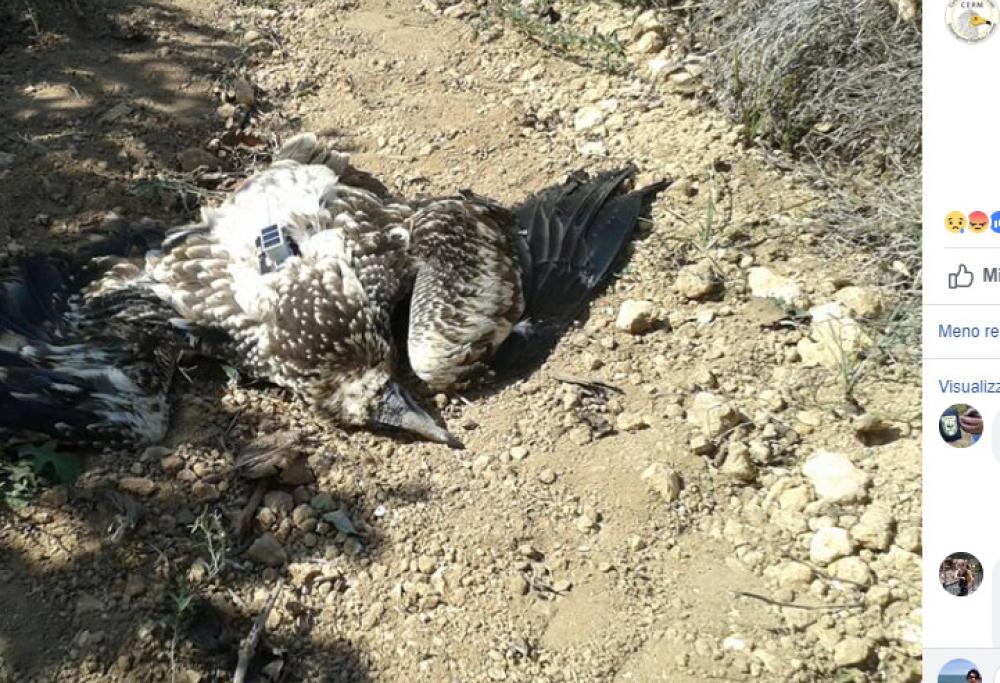 Clara, un raro avvoltoio, è stato ucciso a fucilate in Sicilia