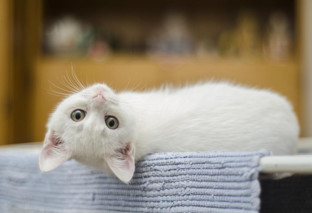 I gatti fanno bene al cuore e combattono la depressione, lo dice la scienza