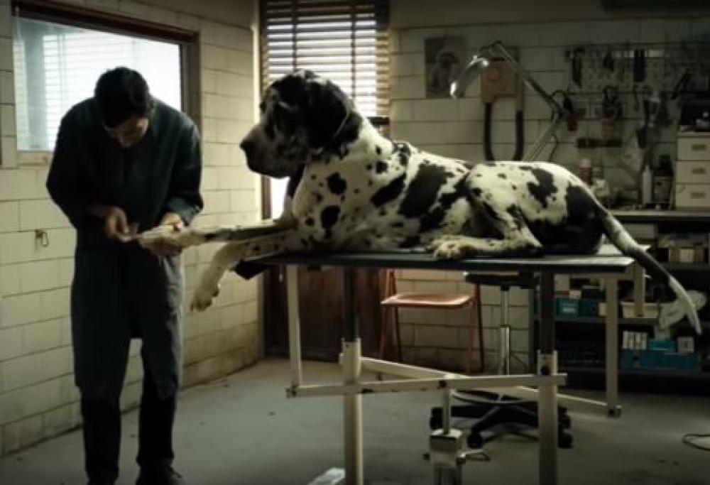 È ‘Dogman’ il film italiano candidato agli Oscar 2019