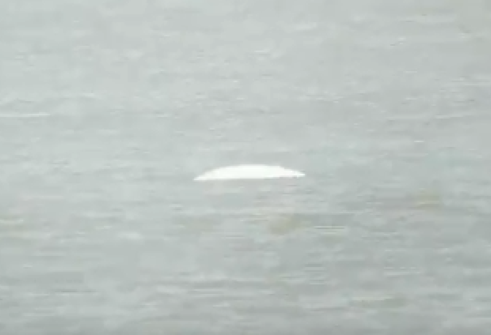 Una balena bianca “confusa” avvistata nel Tamigi!