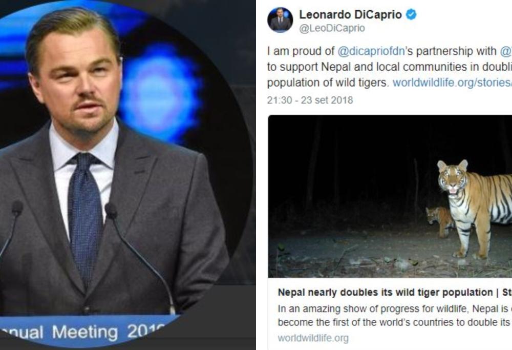 Grazie a DiCaprio le tigri del Nepal sono raddoppiate dal 2009