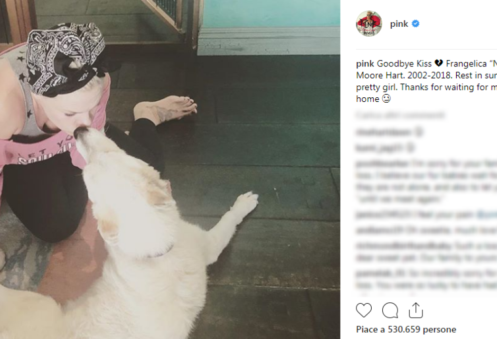 Le lacrime di Pink: è morto il suo cane