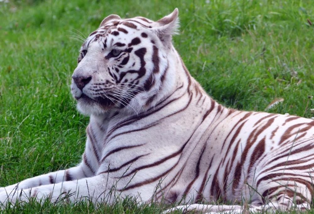 Tigre bianca uccide il custode di uno zoo, ma la famiglia chiede di non abbatterla