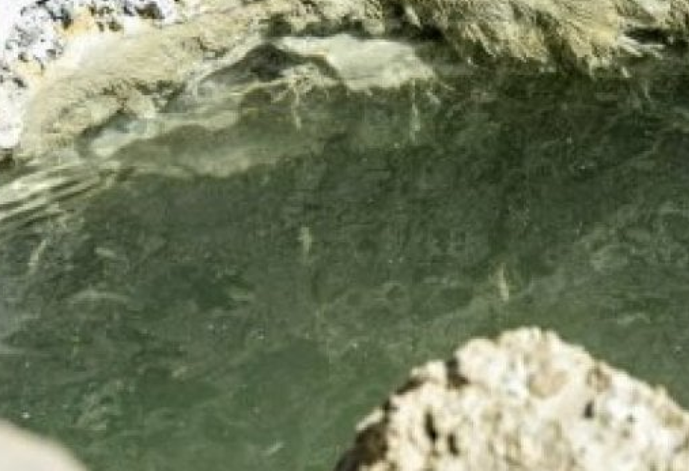 Nessun pesce nel Mar Morto: era solo una trovata per fare più clic