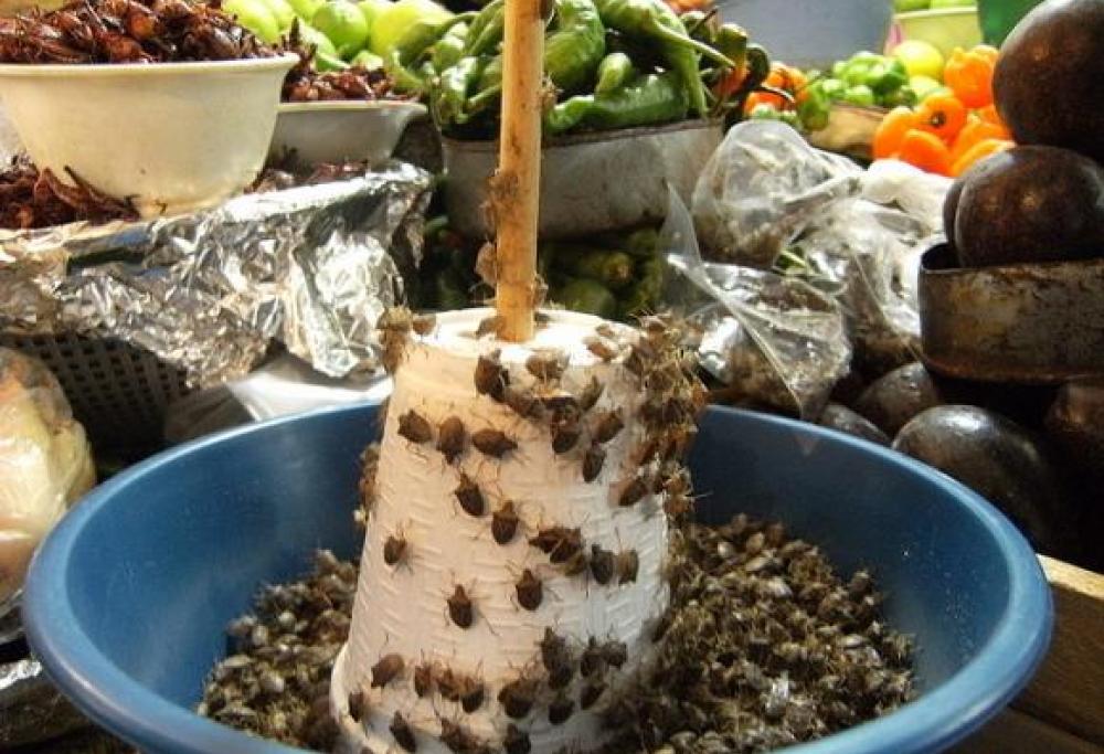 La  Sagra del cibo a base di cimici che spopola in Messico