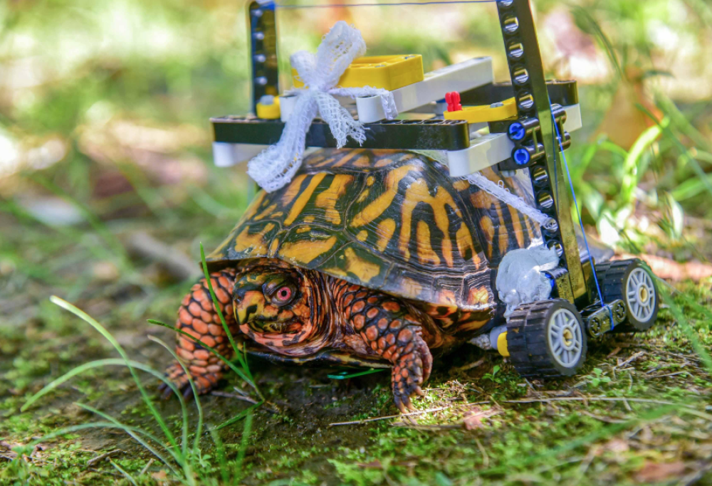 La tartaruga si rompe il guscio e lo zoo le costruisce la protezione con i Lego