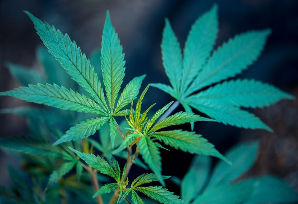 Manovra, arriva il sì per la cannabis light: salvati circa 2mila posti di lavoro