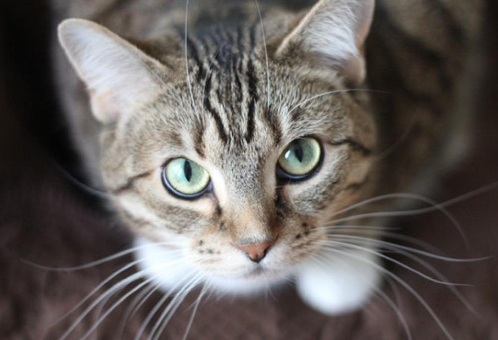 Chiude il gatto in una valigia piena di letame per vendicarsi dell'ex