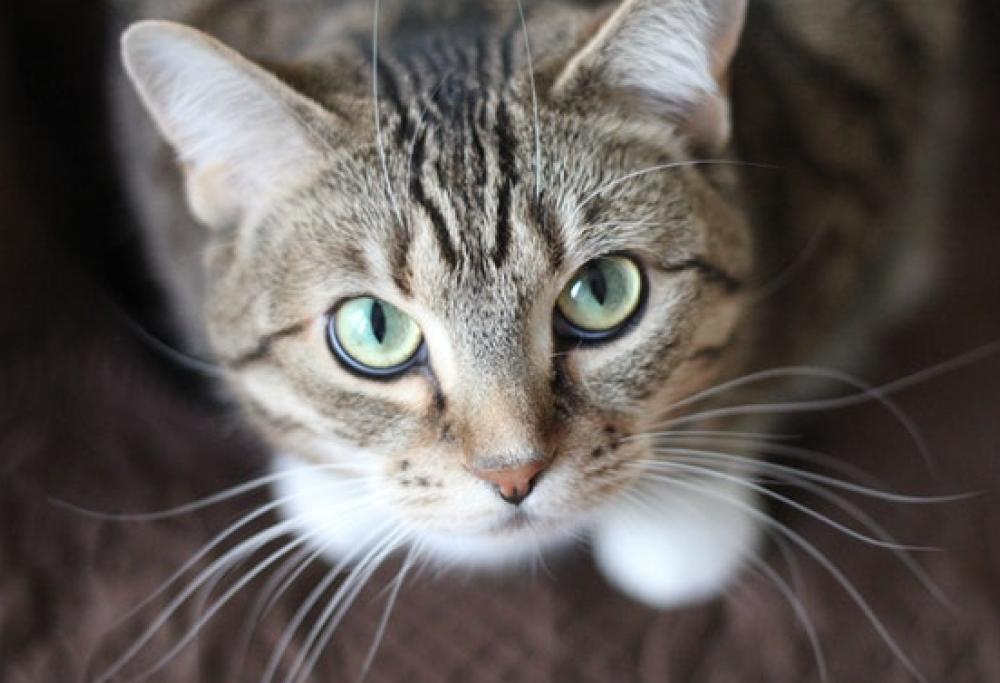Uccide il gatto sotto gli occhi del figlio perché l'animale lo aveva graffiato