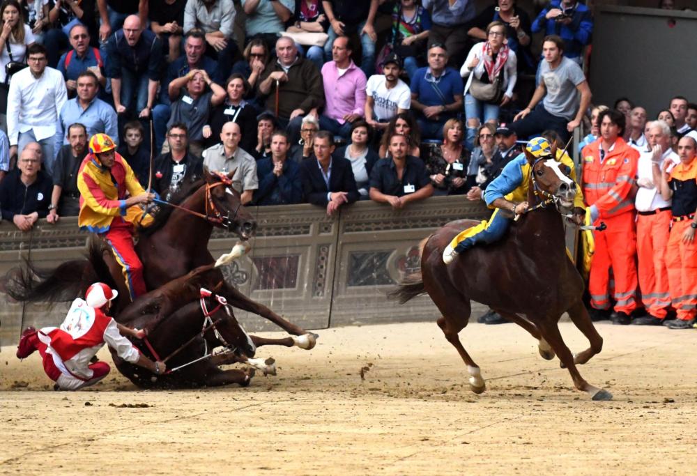 Palio di Siena: abbattuto Raol, cavallo della Giraffa
