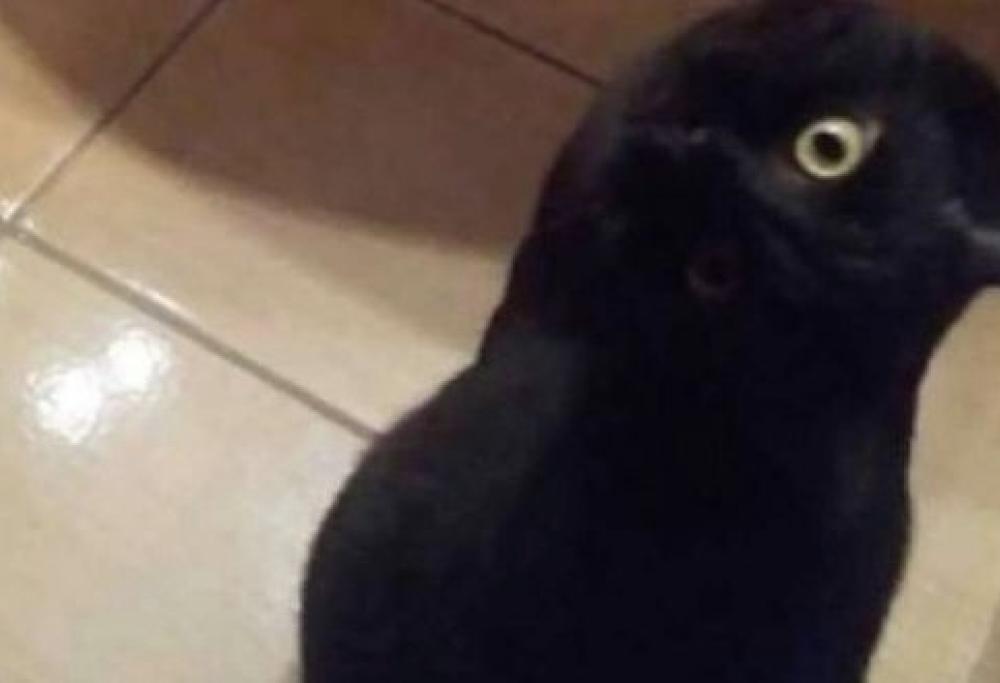 Corvo o gatto? La foto che sta facendo impazzire il web