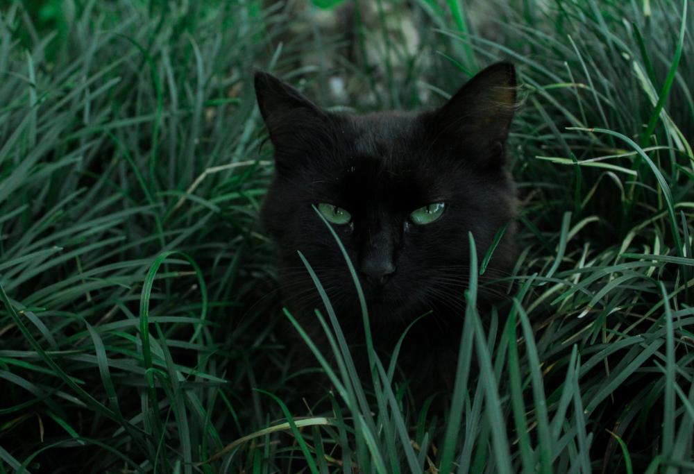 Ecco la verità sul gatto nero e la superstizione della sfortuna