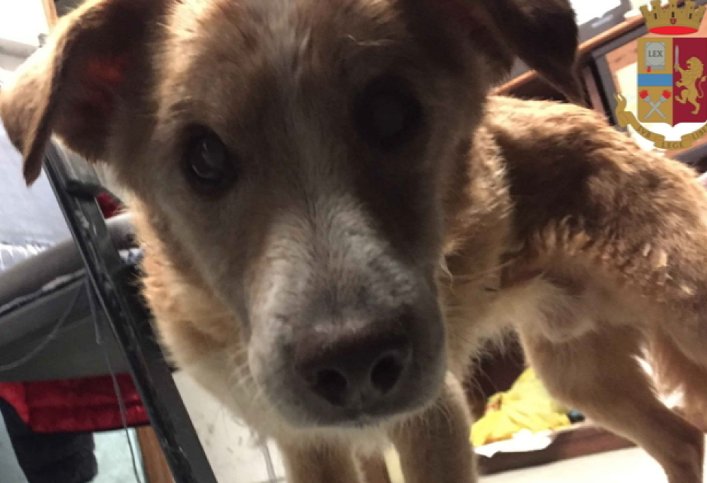 Cane cieco si perde sotto la pioggia: la Polizia lo aiuta grazie ai social