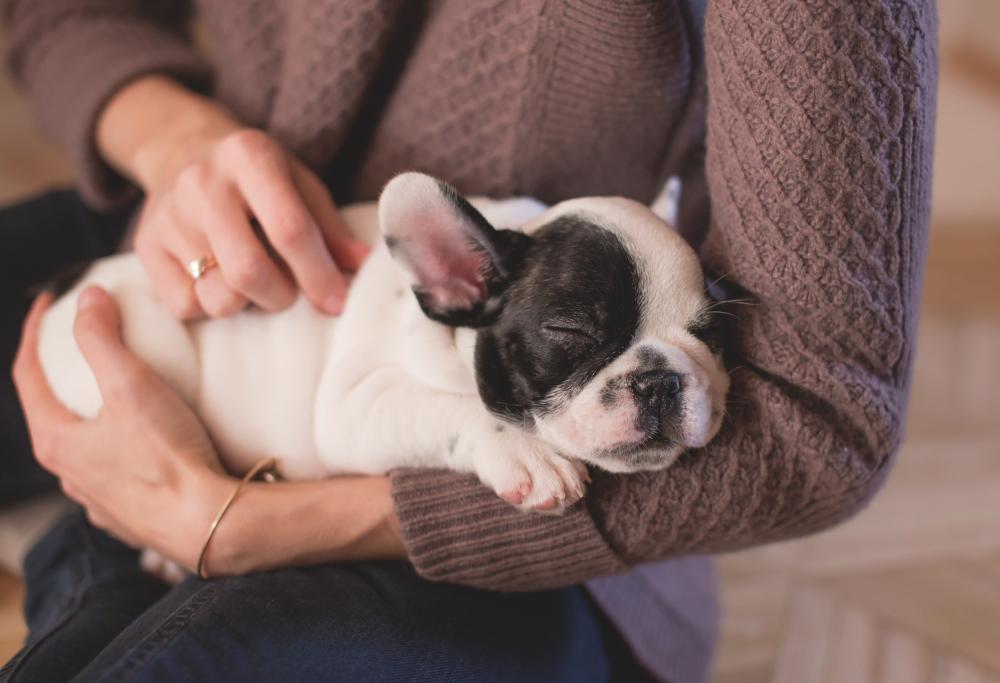 90 euro l’ora per coccolare cani: ecco l’offerta di lavoro più dolce che c’è