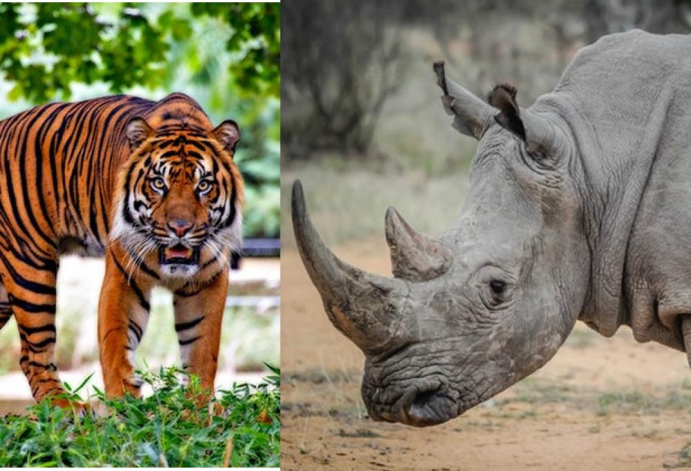 Cina: abolito il divieto di commercio di corni di rinoceronte e ossa di tigre
